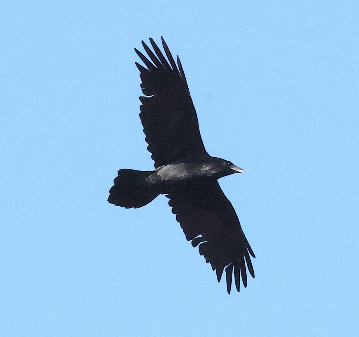 Common Raven - ML617378873