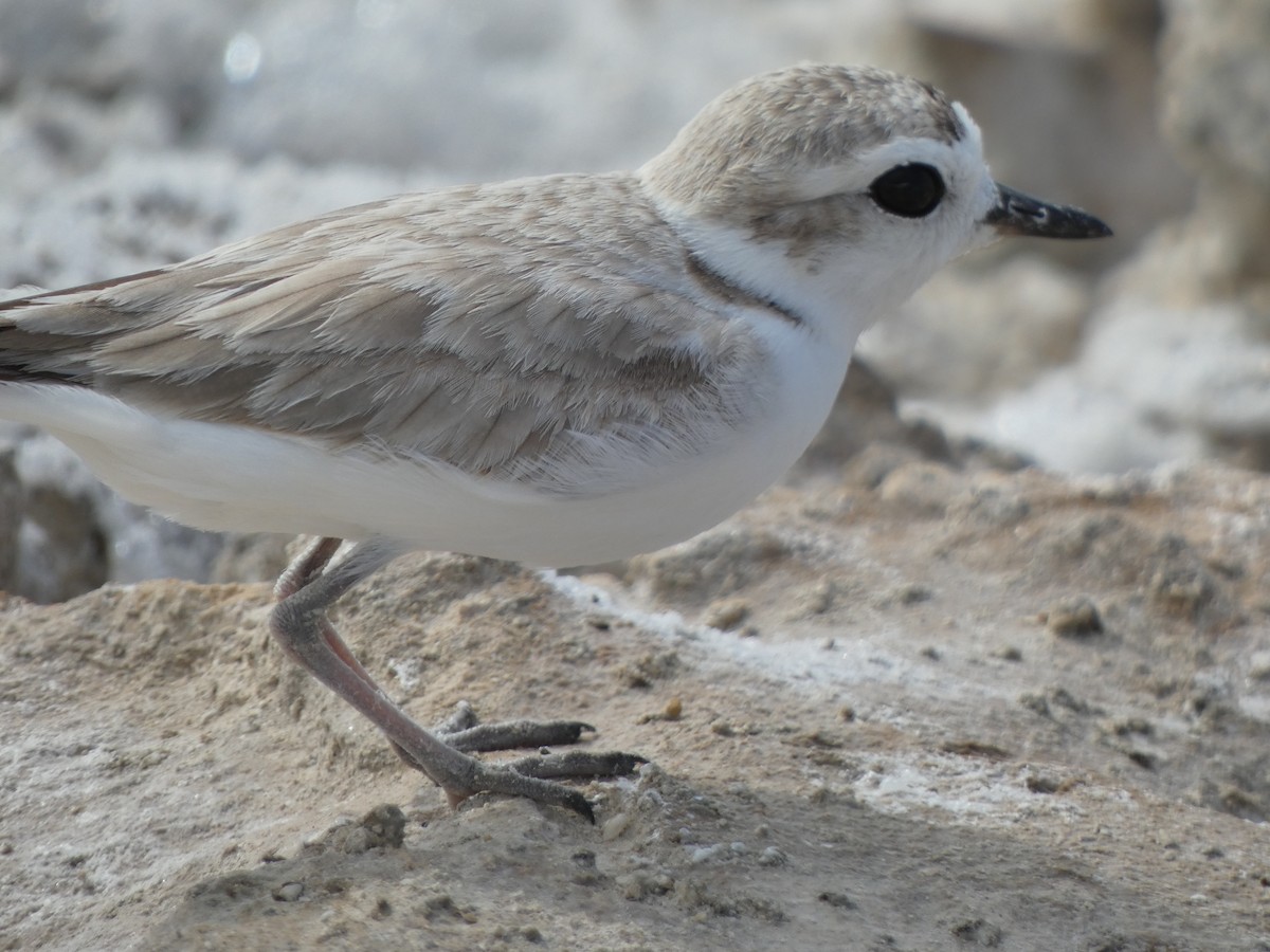 snølo - ML617378896