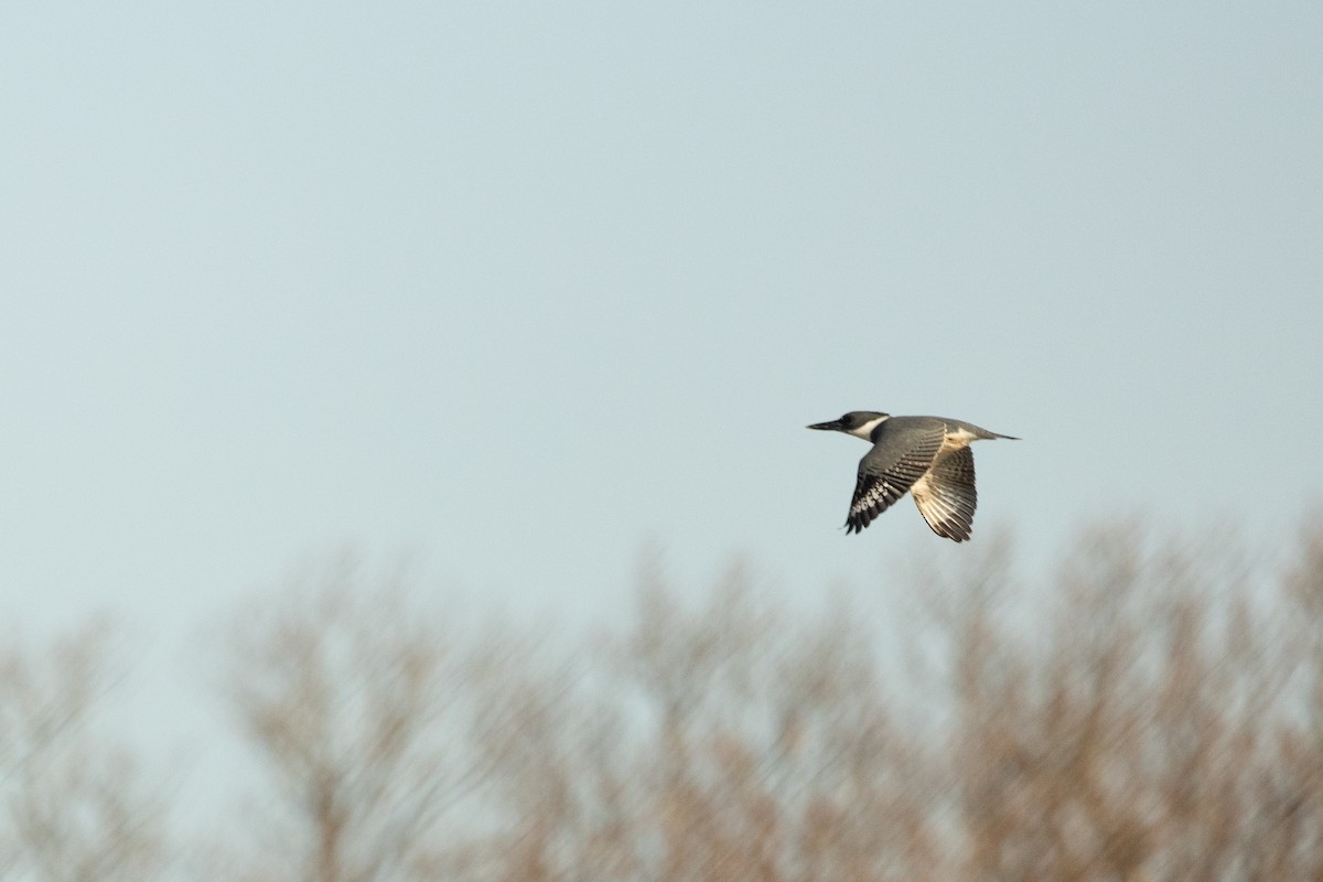 Belted Kingfisher - Josh Engel