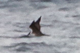 Long-tailed Jaeger - steve b