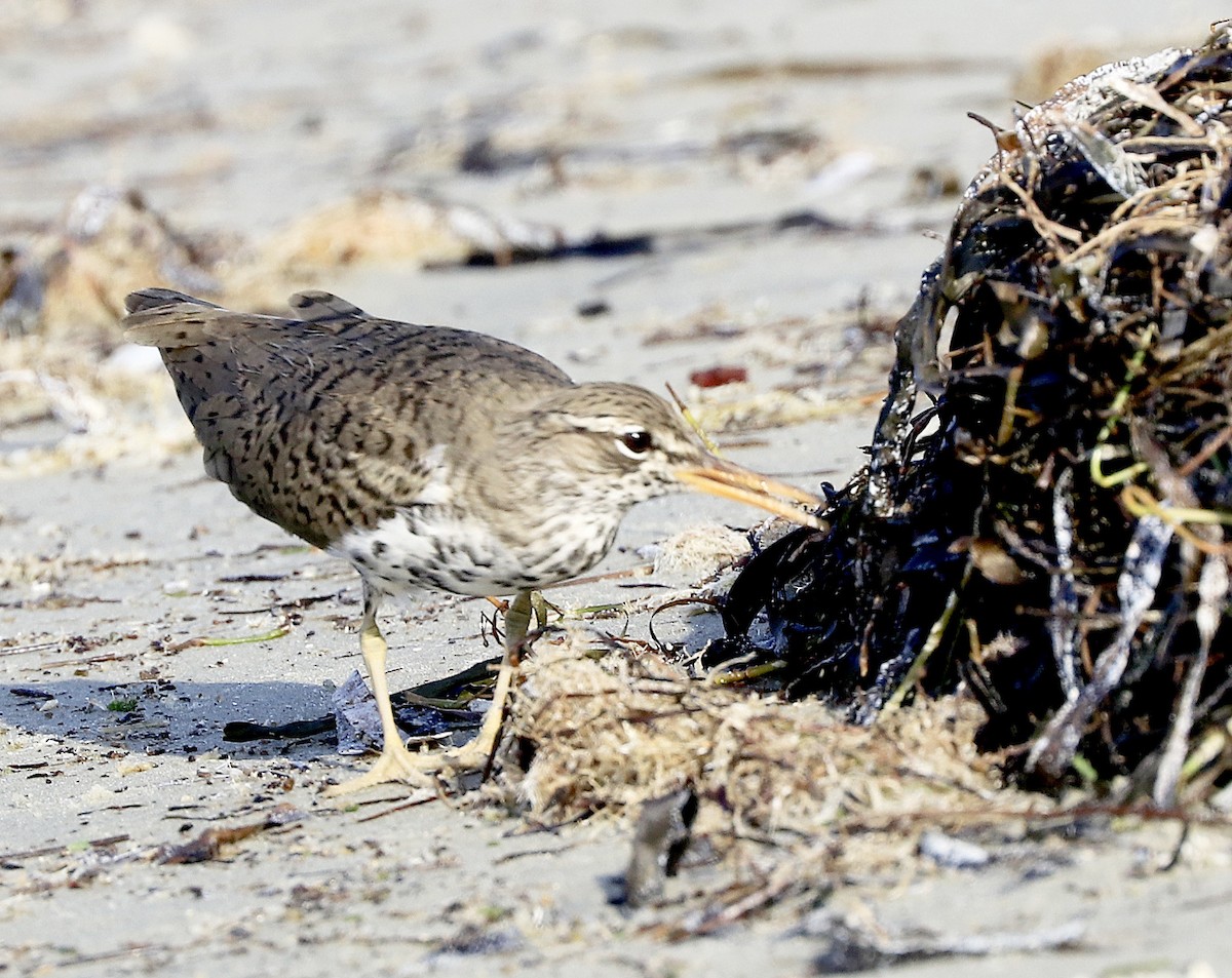 Spotted Sandpiper - Freddy Camara