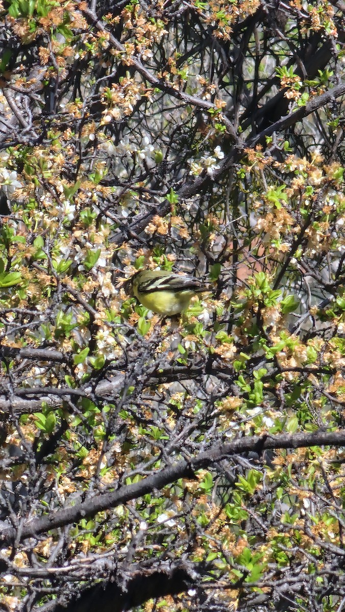 Lesser Goldfinch - ML617378994