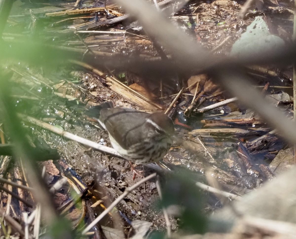 Louisiana Waterthrush - ML617379045