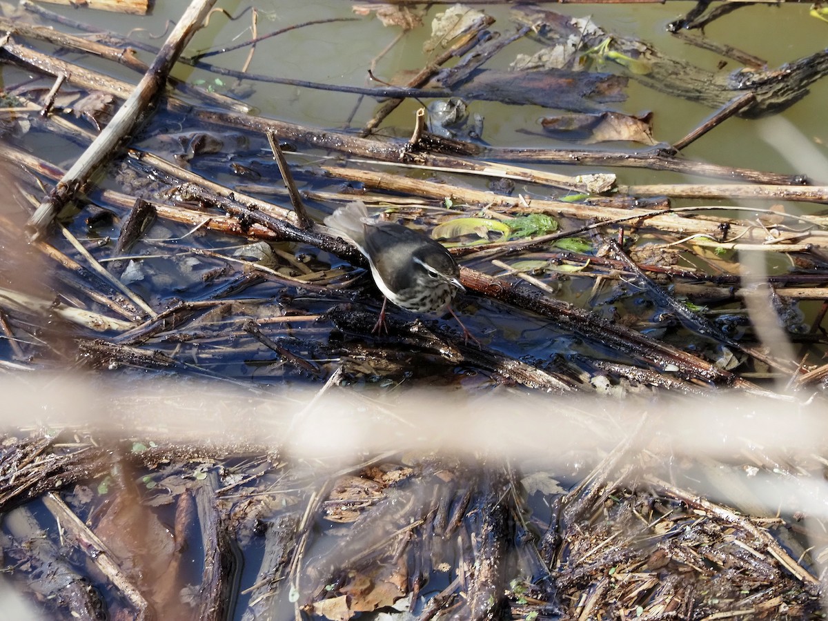 Louisiana Waterthrush - ML617379050