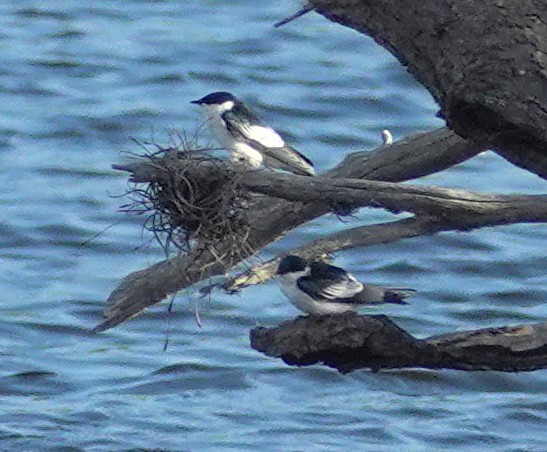 vlaštovka bělobřichá - ML617379097