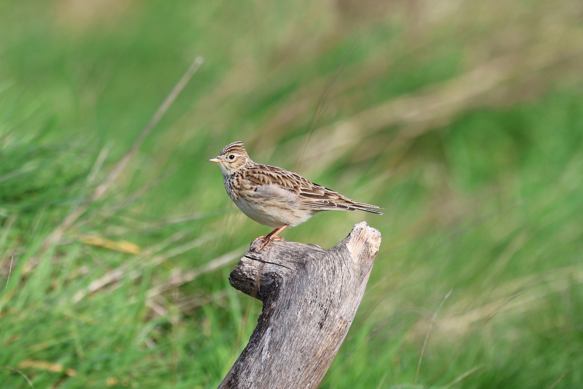 Eurasian Skylark - James Heal