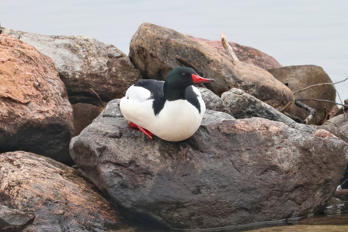 Common Merganser - ML617379194