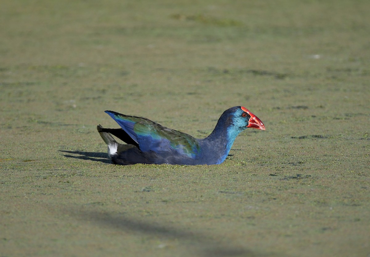 African Swamphen - ML617379206