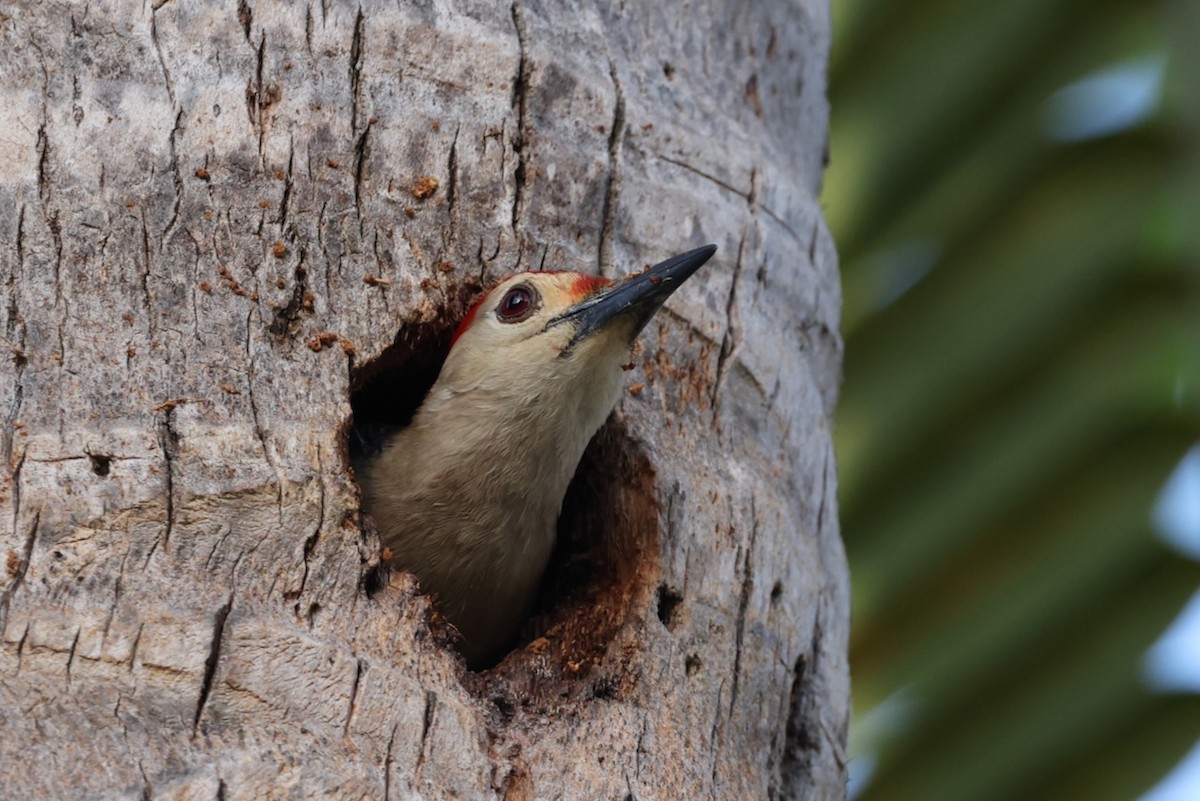 Golden-fronted Woodpecker - ML617379238