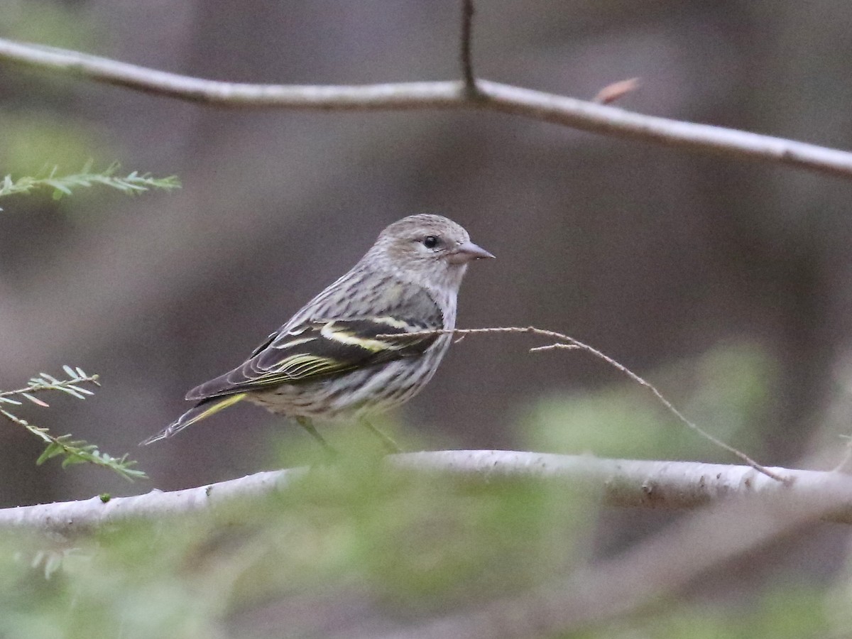 Pine Siskin - Stephen Mirick