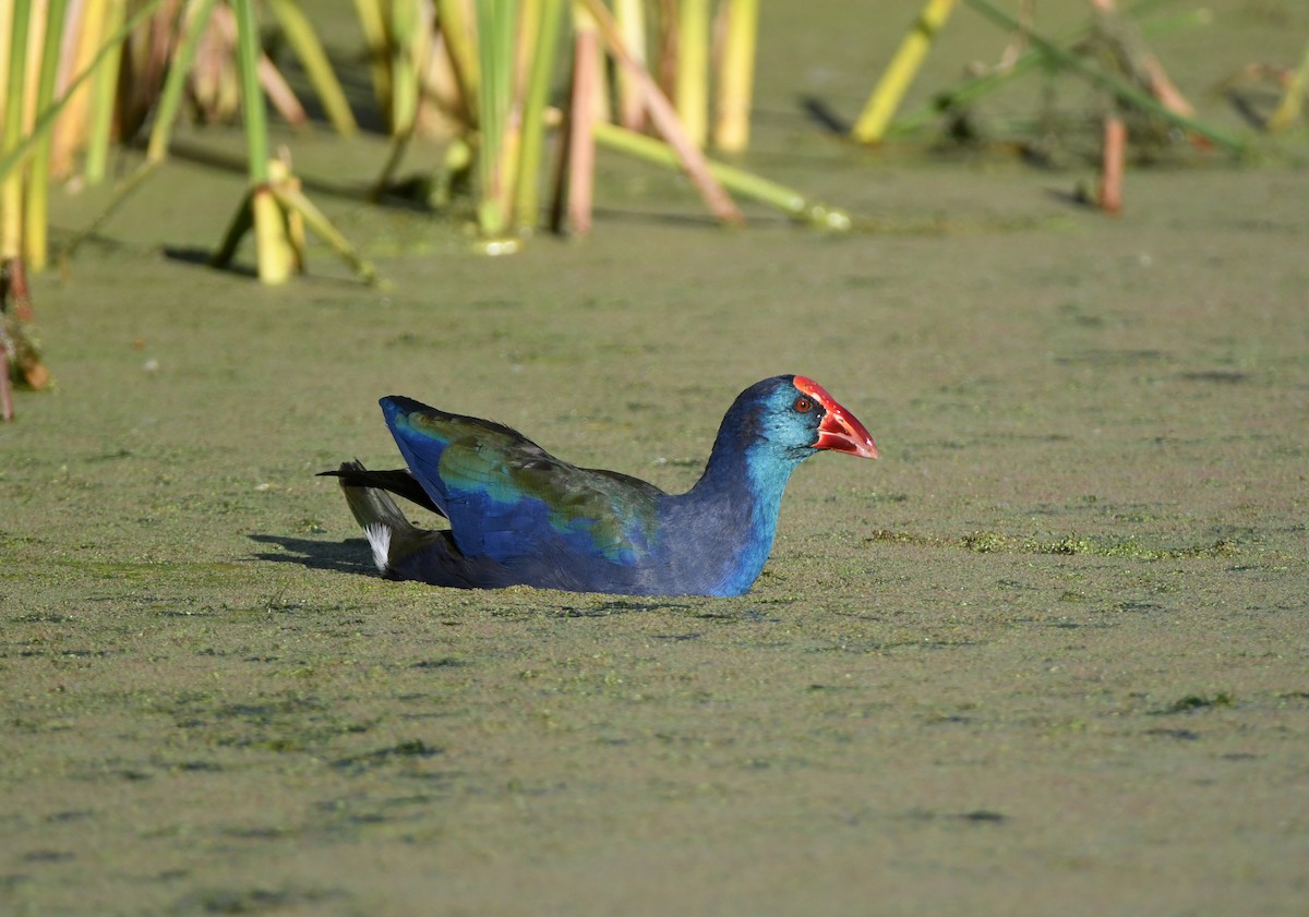 African Swamphen - ML617379271