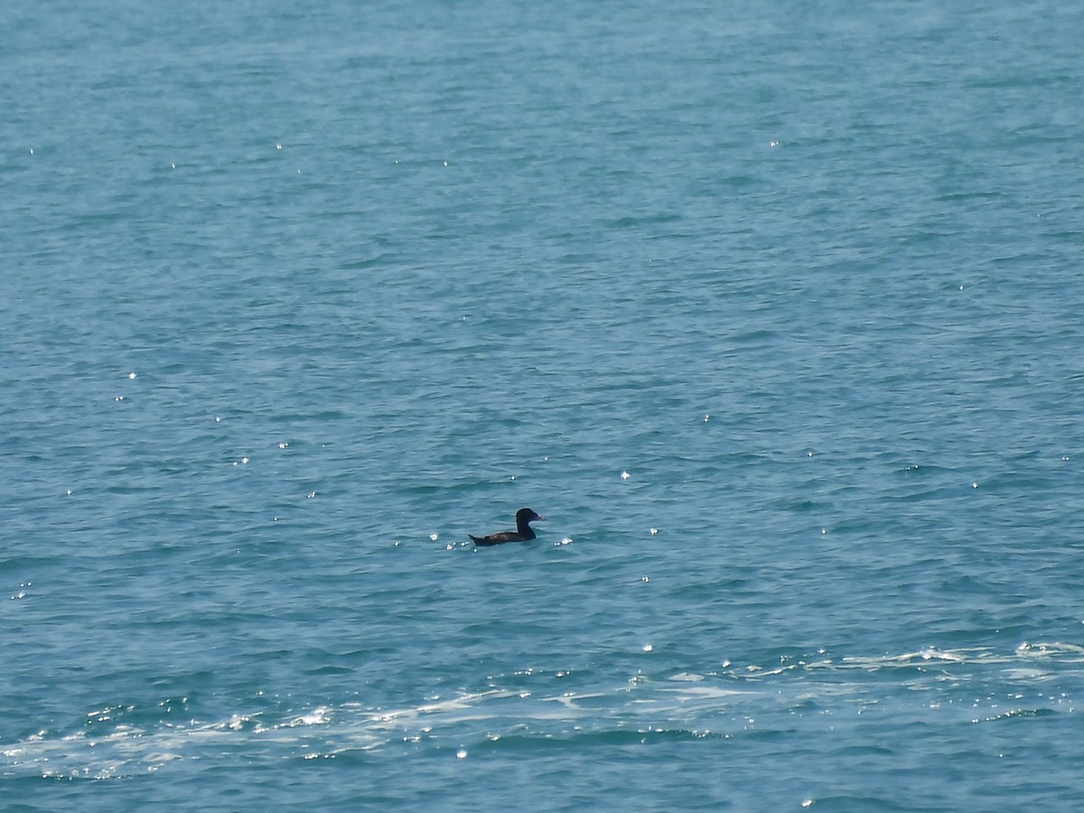 Surf Scoter - Víctor Alonso Ochoa