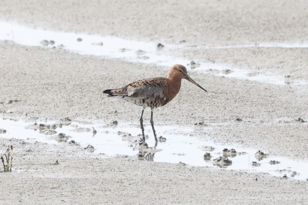 Black-tailed Godwit - ML617379305