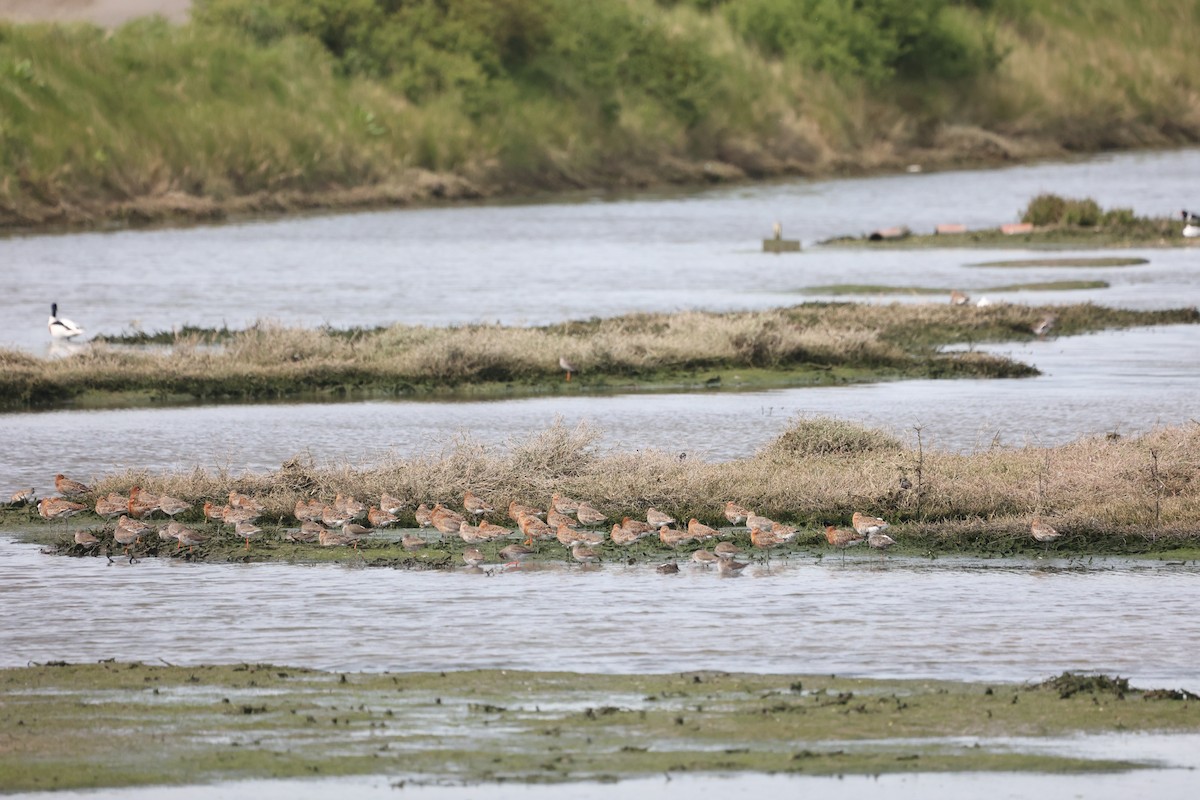 Black-tailed Godwit - ML617379307