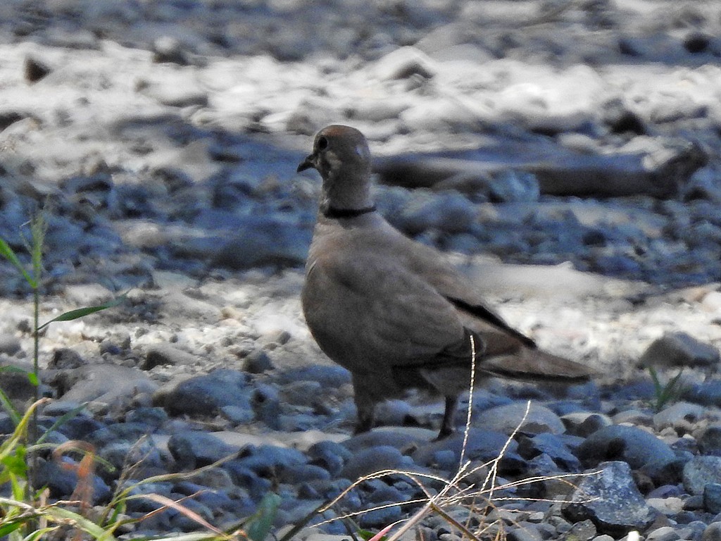 Eurasian Collared-Dove - Richard Garrigues