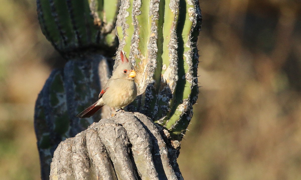 Pyrrhuloxia - ML617379355