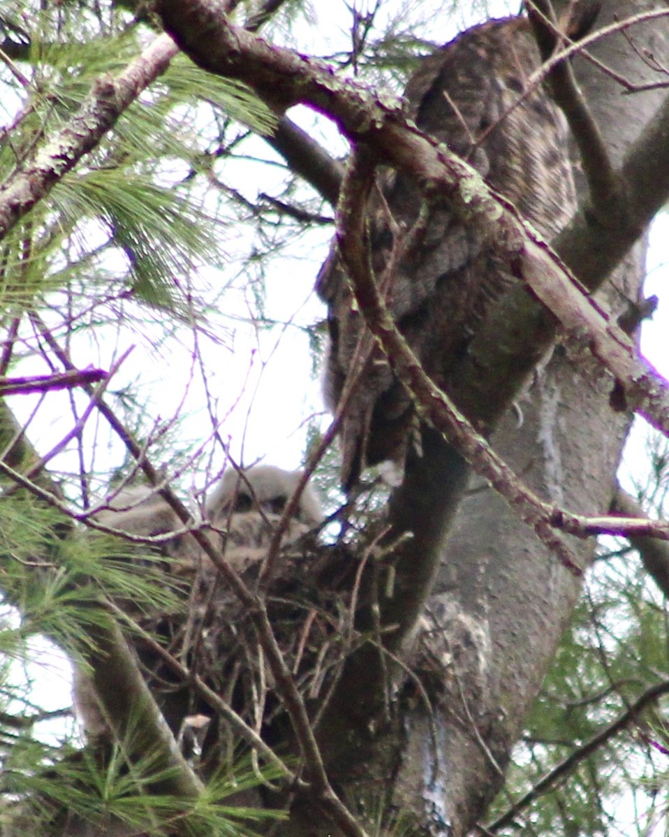 výr virginský - ML617379375