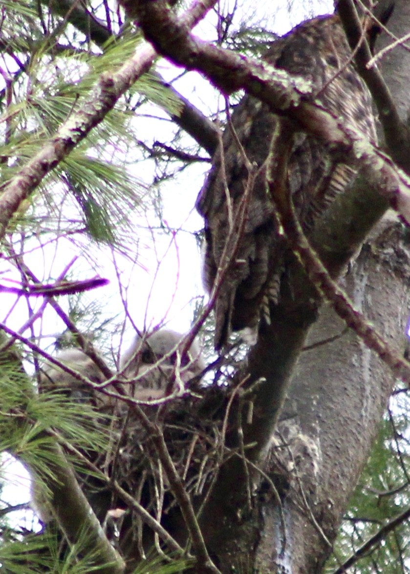 výr virginský - ML617379376