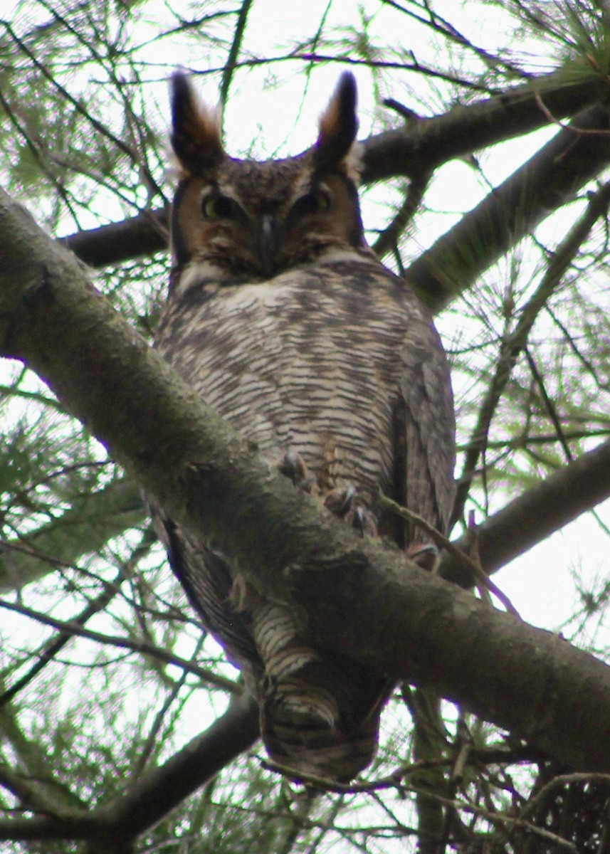 výr virginský - ML617379377