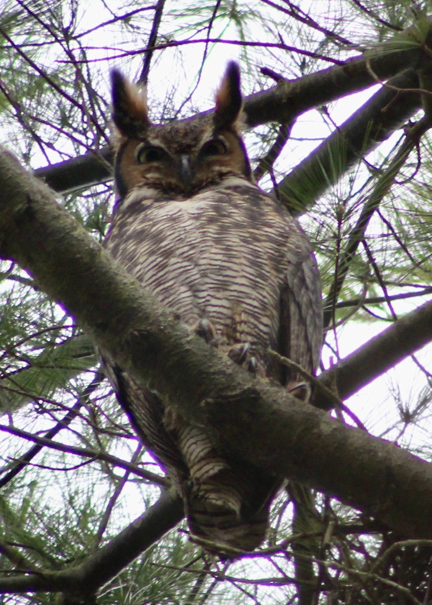 výr virginský - ML617379378