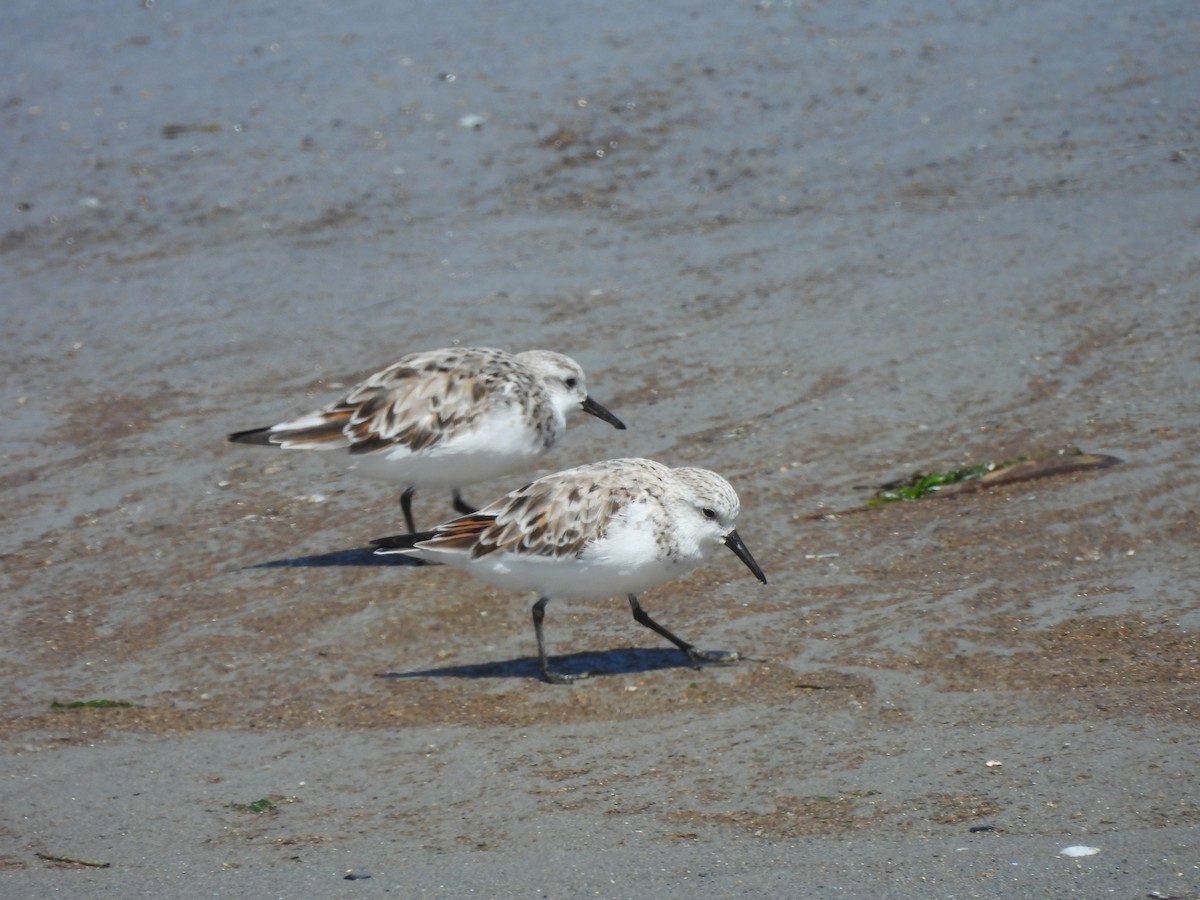 Bécasseau sanderling - ML617379380