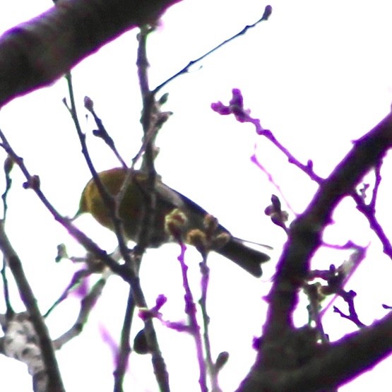 lesňáček borovicový - ML617379414