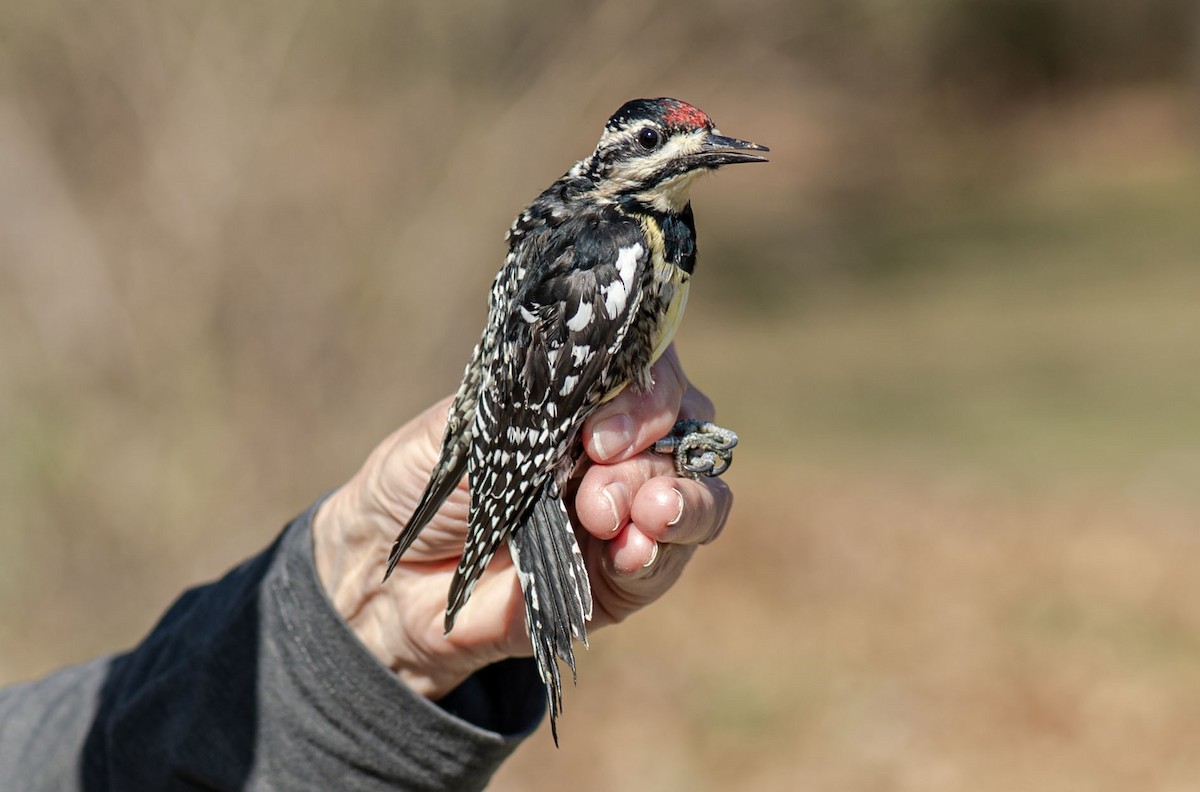 Yellow-bellied Sapsucker - ML617379431