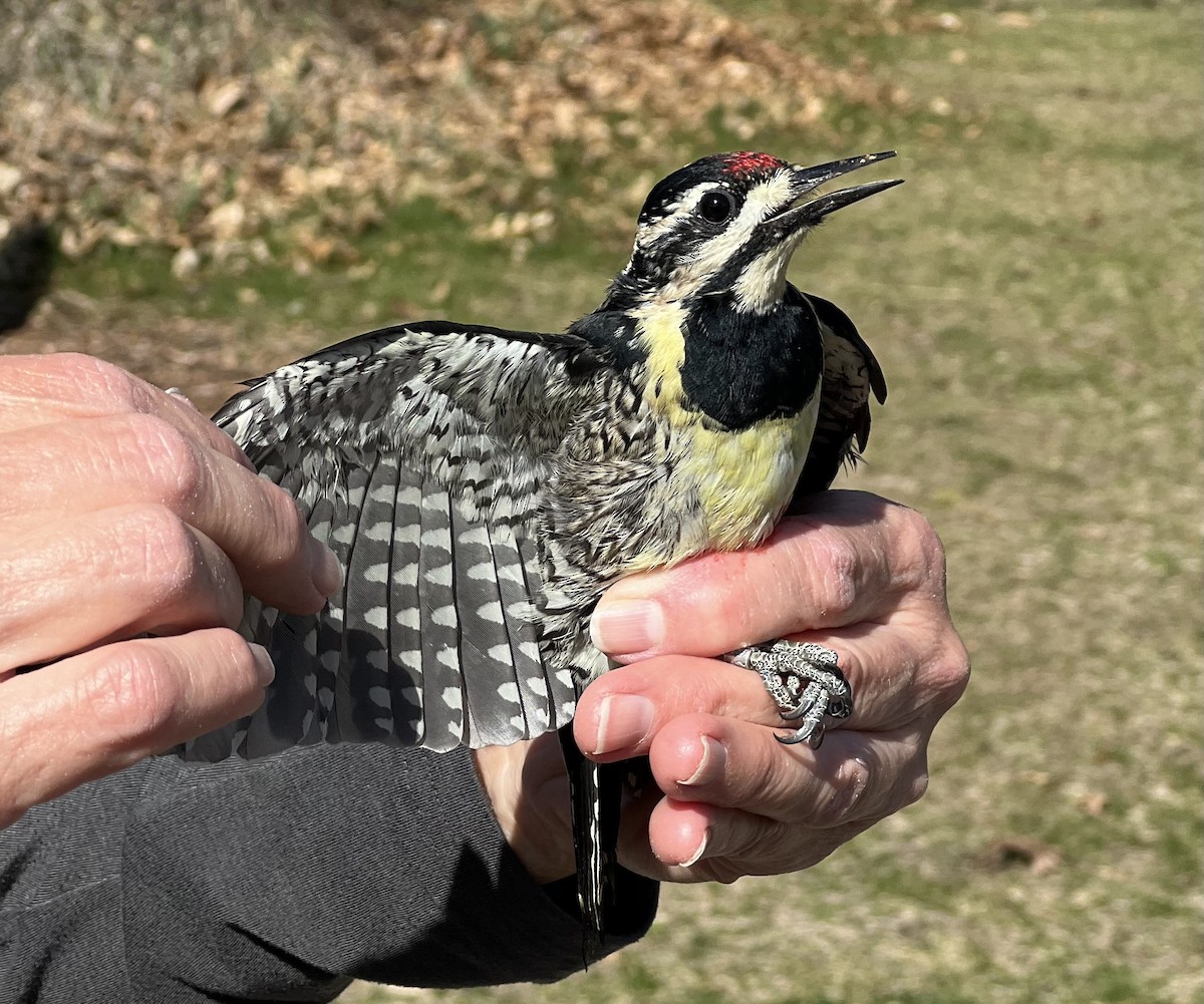 Yellow-bellied Sapsucker - ML617379432