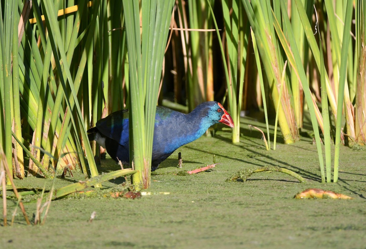 African Swamphen - ML617379444