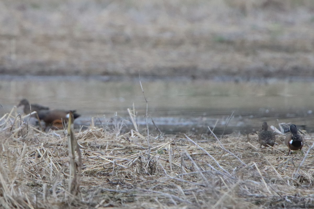 Blue-winged Teal - ML617379473