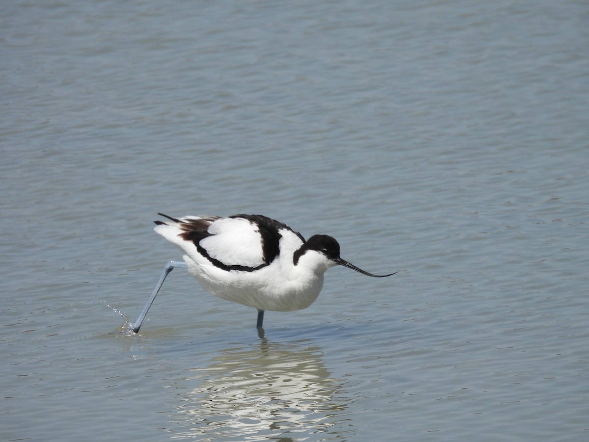 Pied Avocet - ML617379506