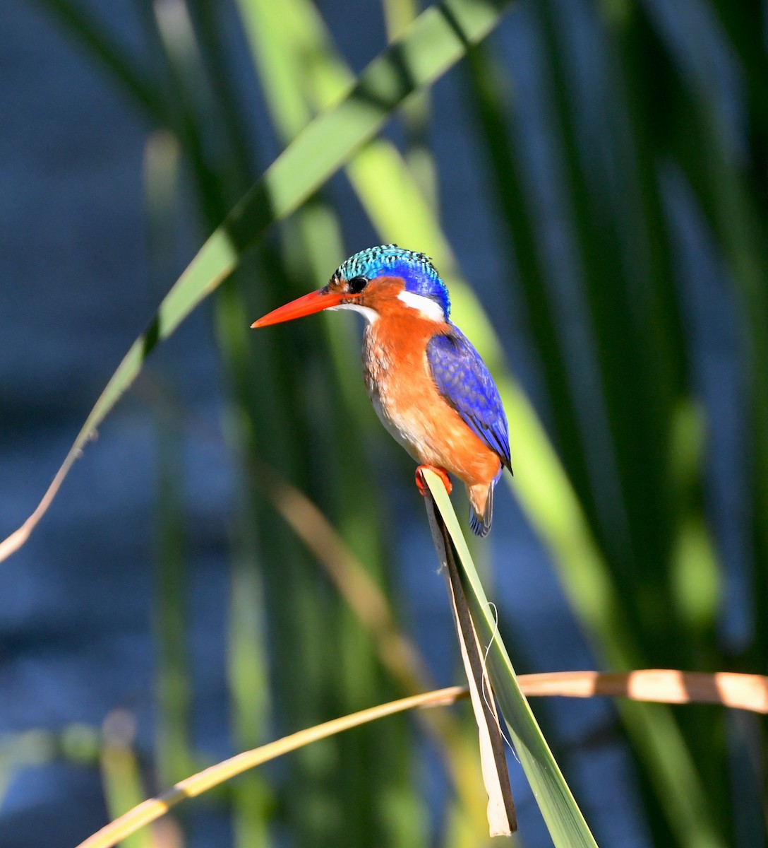 Malachite Kingfisher - ML617379512