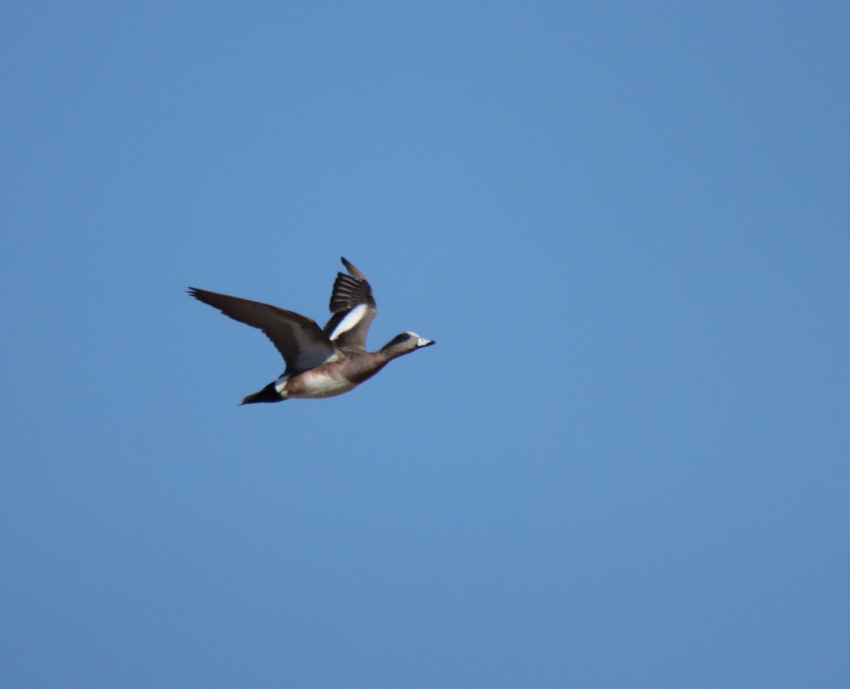 American Wigeon - ML617379522