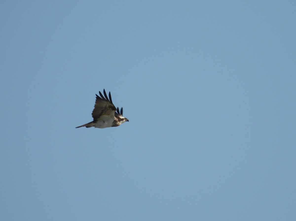 Águila Pescadora - ML617379620