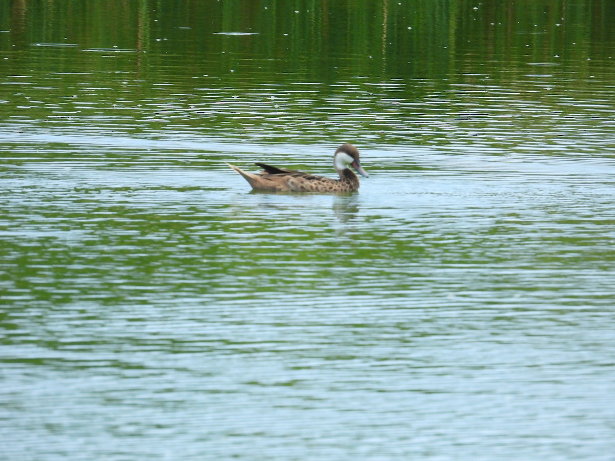 White-cheeked Pintail - ML617379672