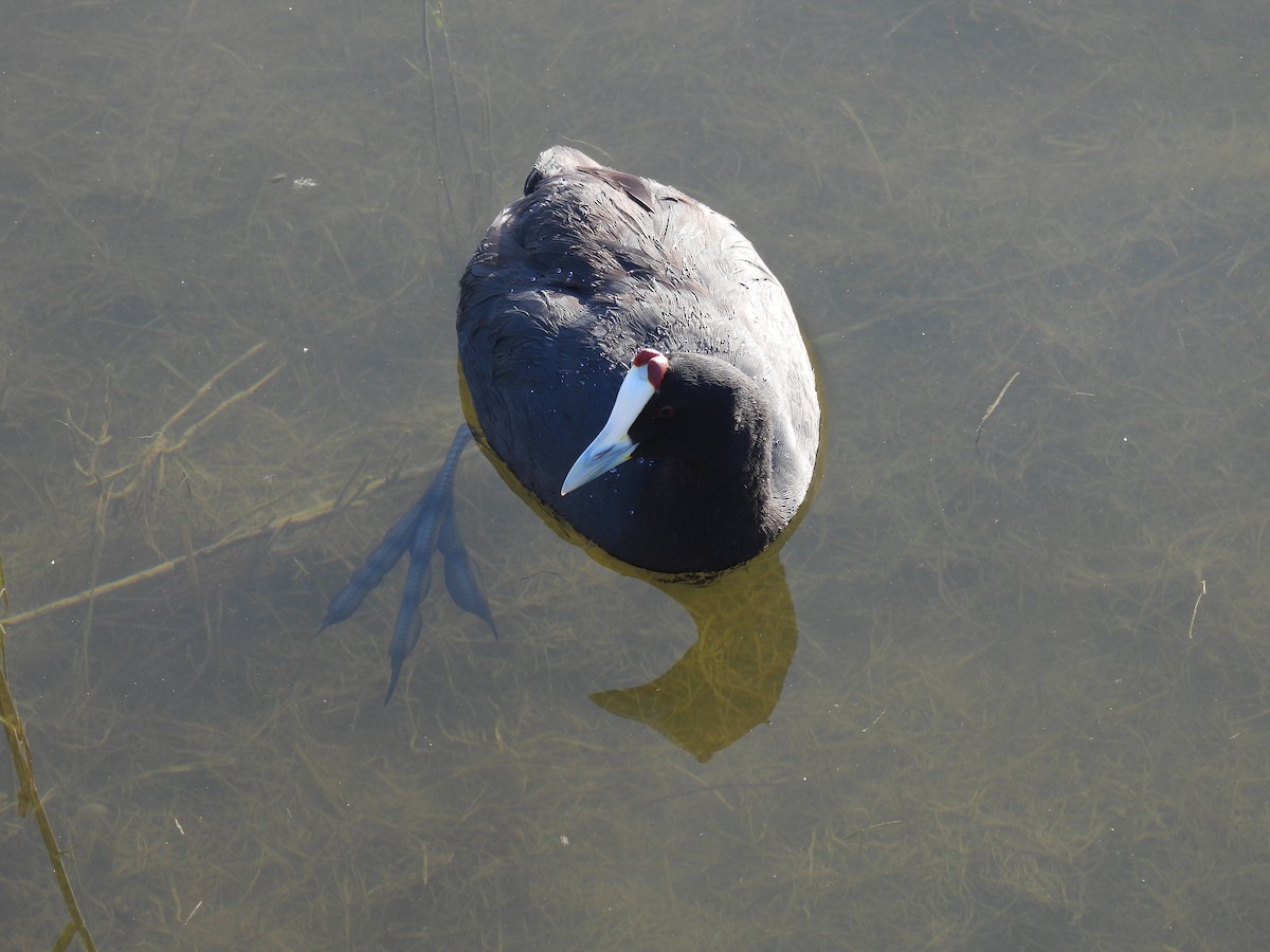 Red-knobbed Coot - ML617379683