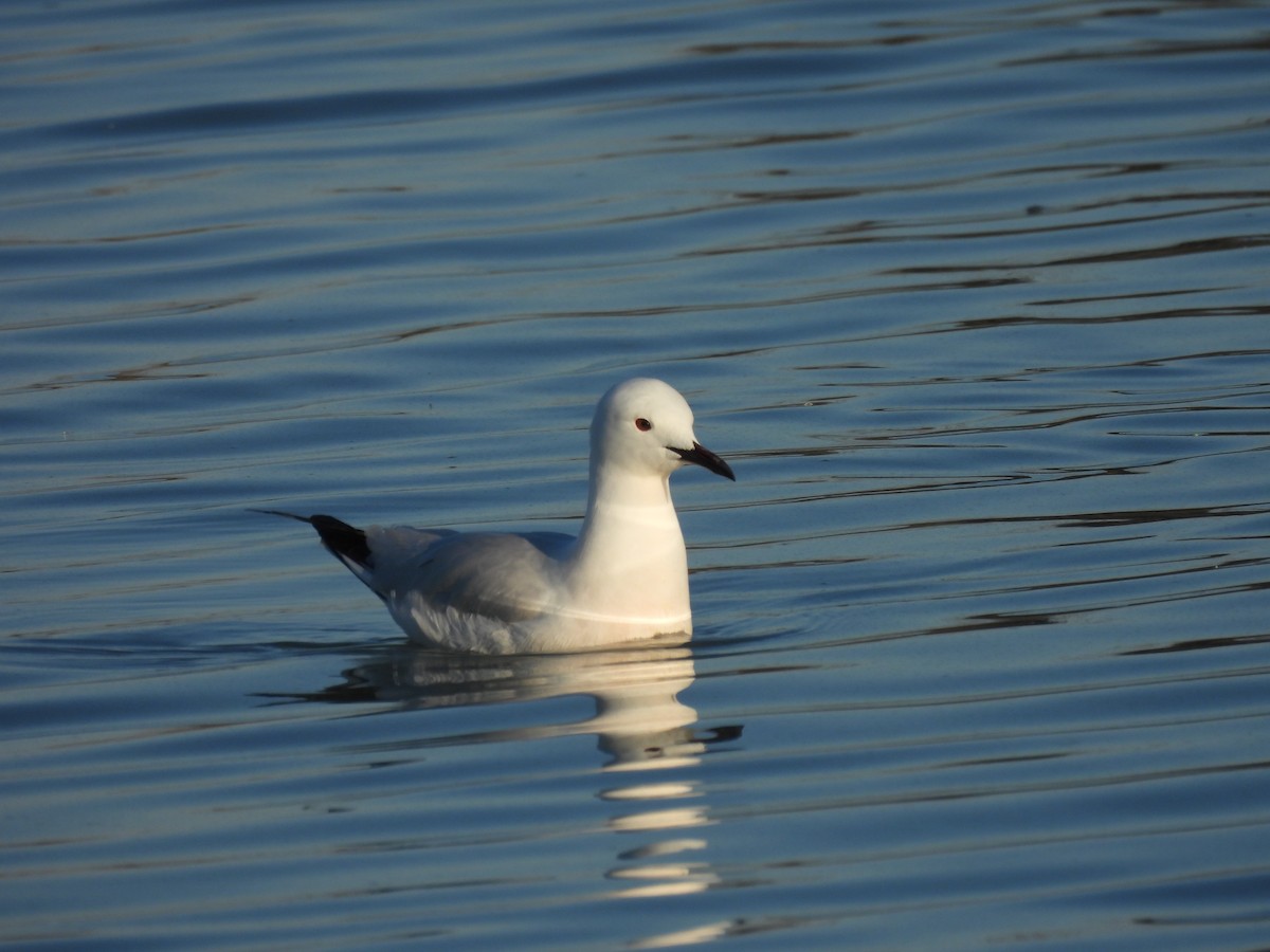 Slender-billed Gull - ML617379697