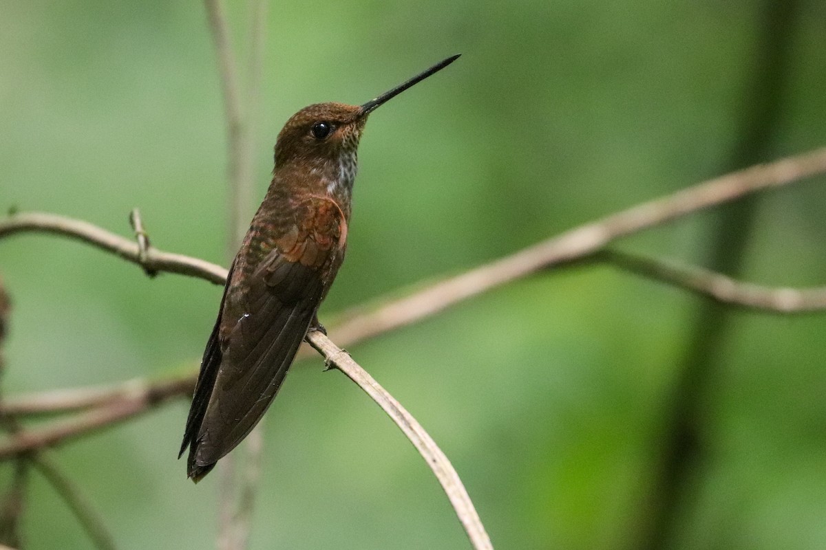 Bronzekolibri - ML617379711