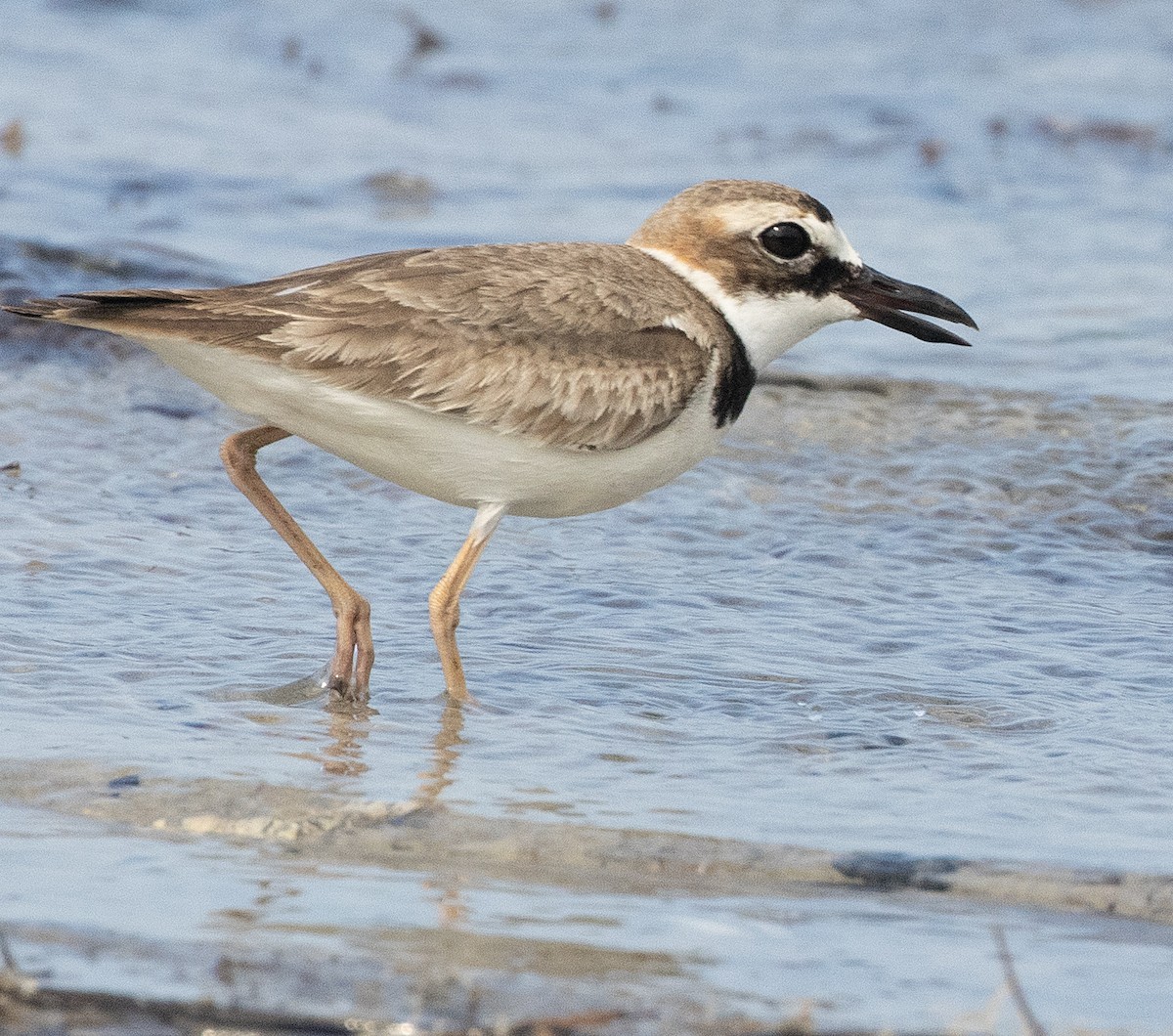 Wilson's Plover - Freddy Camara