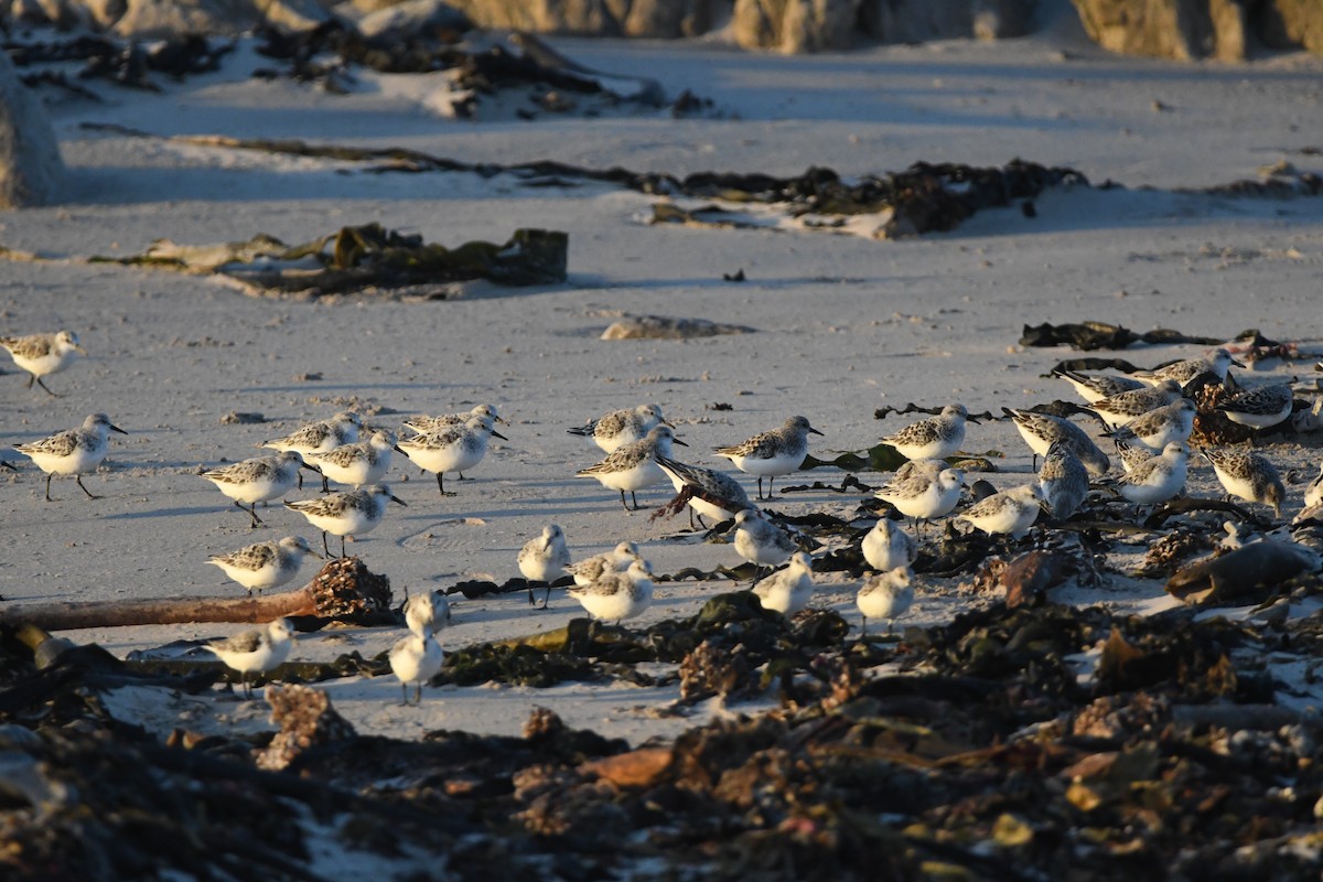 Sanderling - Gabriel Jamie