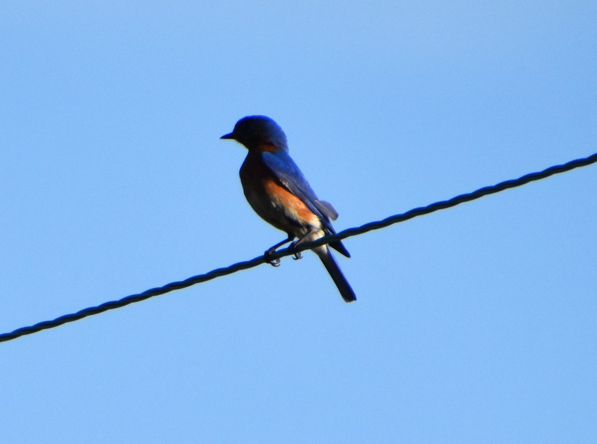 Eastern Bluebird - ML617379784