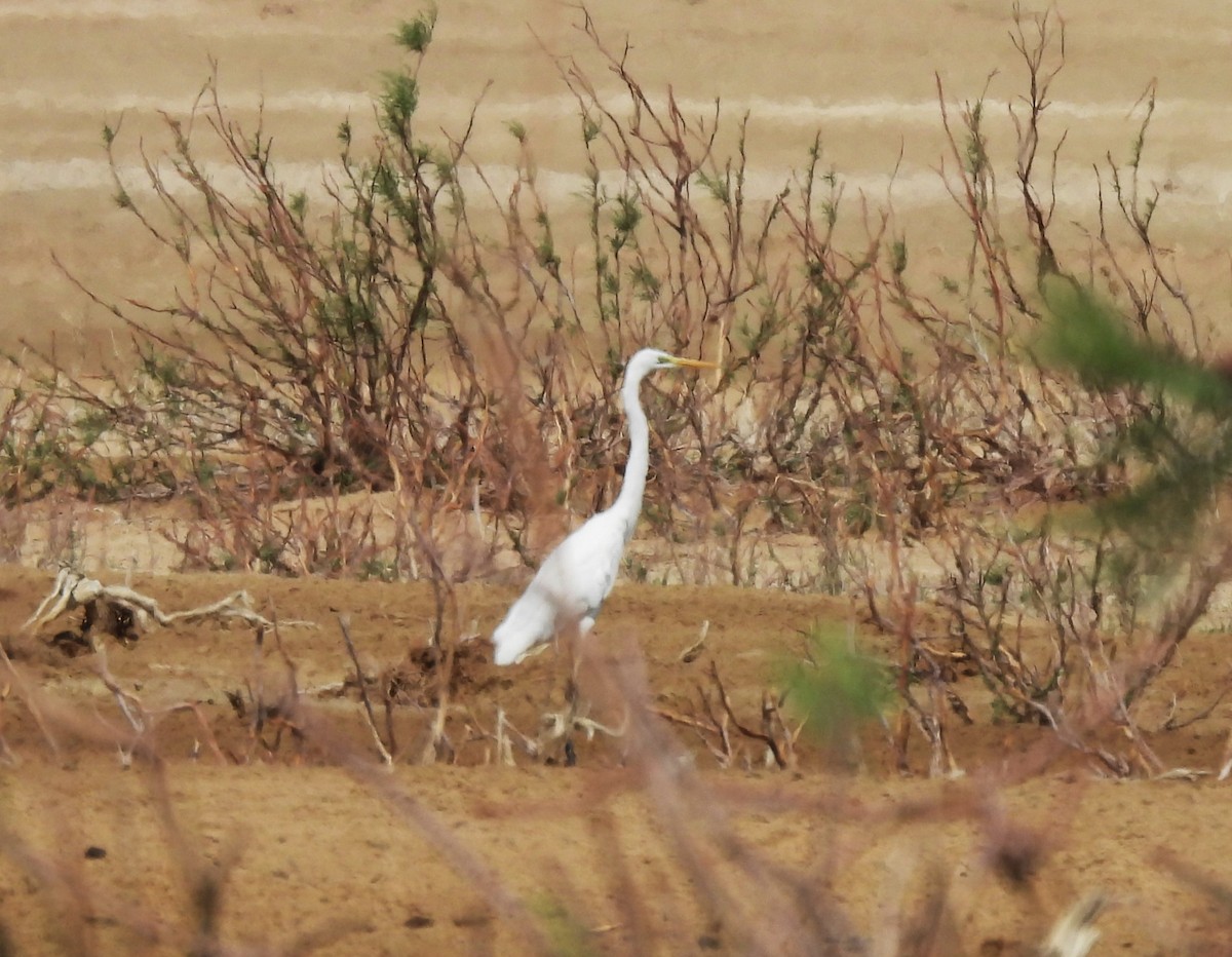 Great Egret - ML617379809