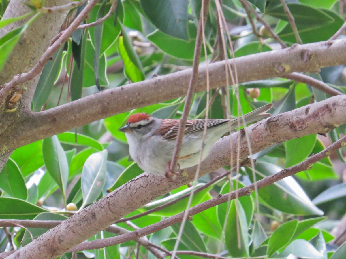 Chipping Sparrow - Jasmine Kay