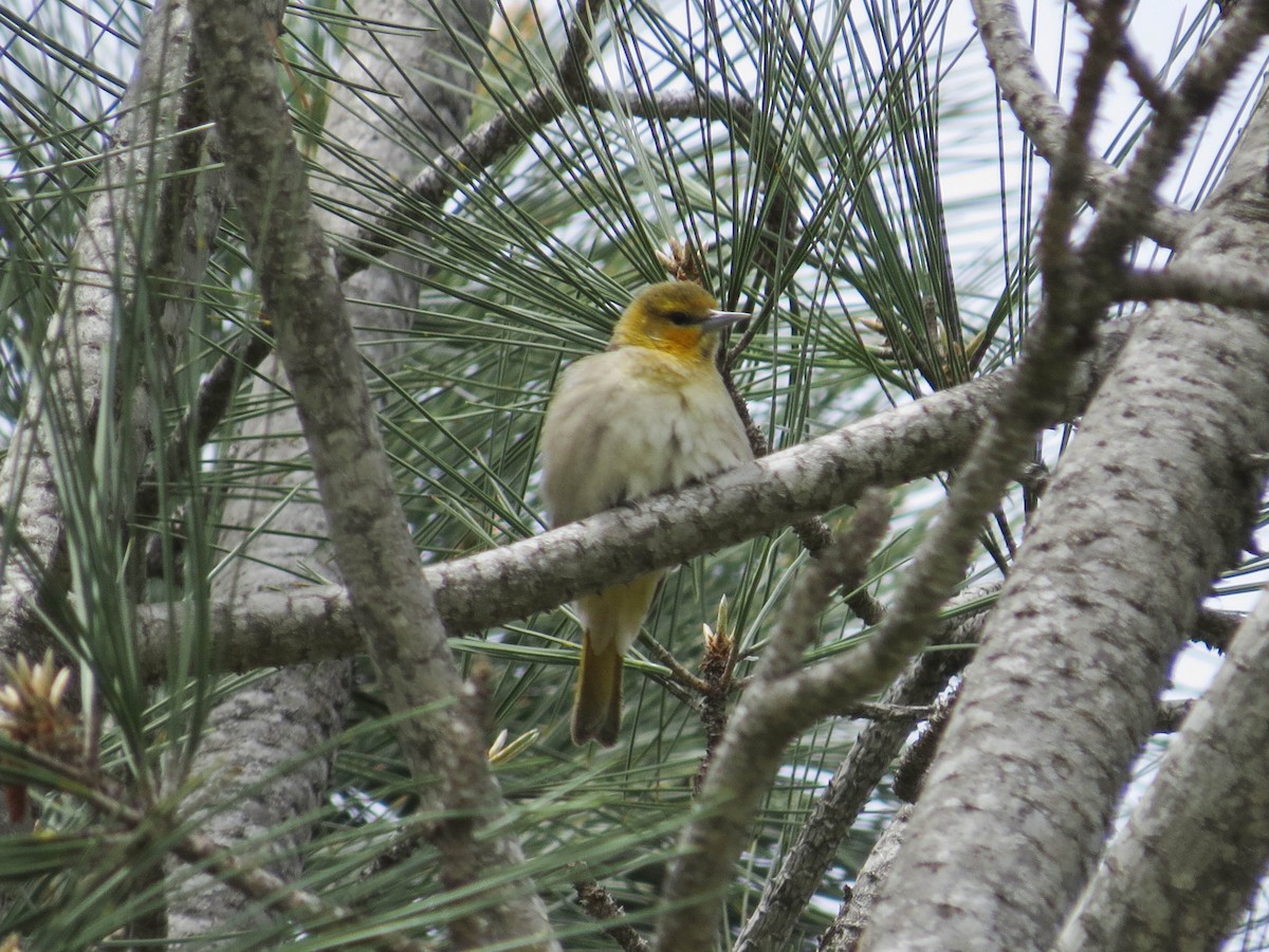 Bullock's Oriole - ML617379904