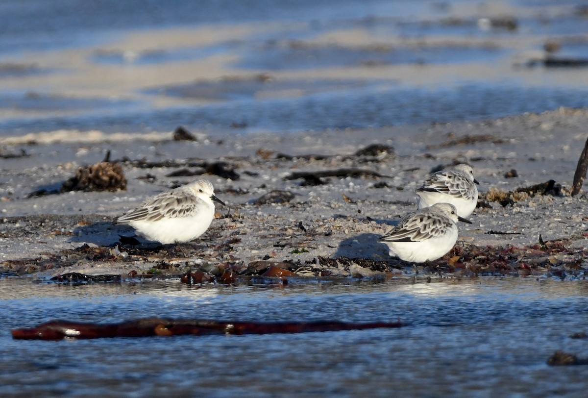 Sanderling - Gabriel Jamie