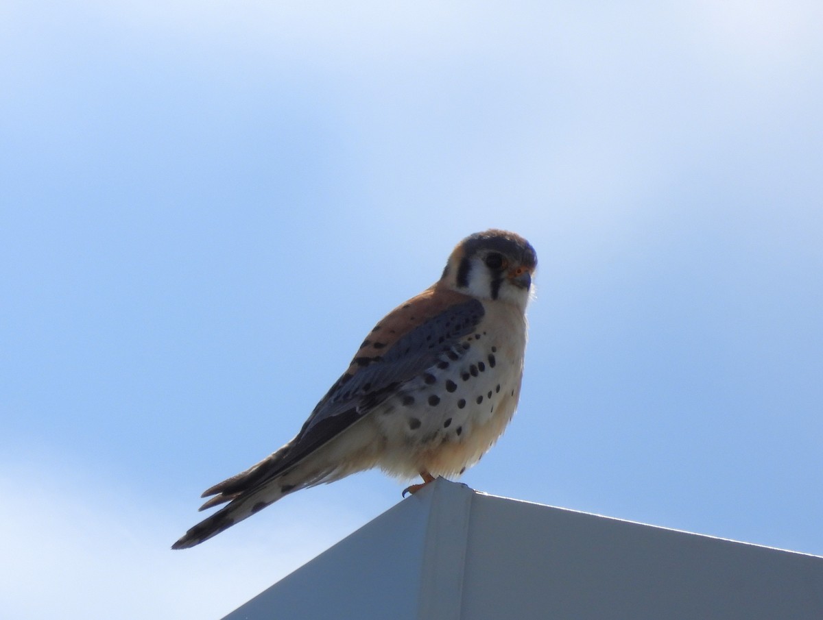 American Kestrel - Serge Benoit