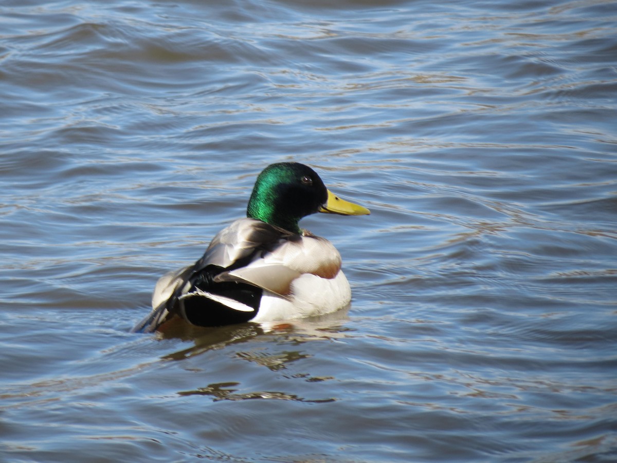 Canard colvert - ML617379952