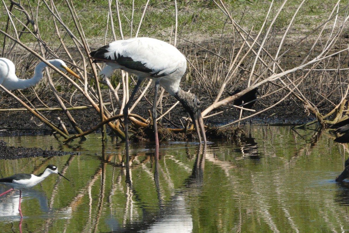 Wood Stork - ML617379961