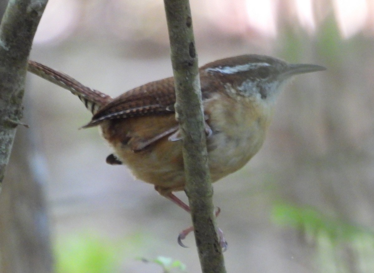 Carolina Wren - ML617379965