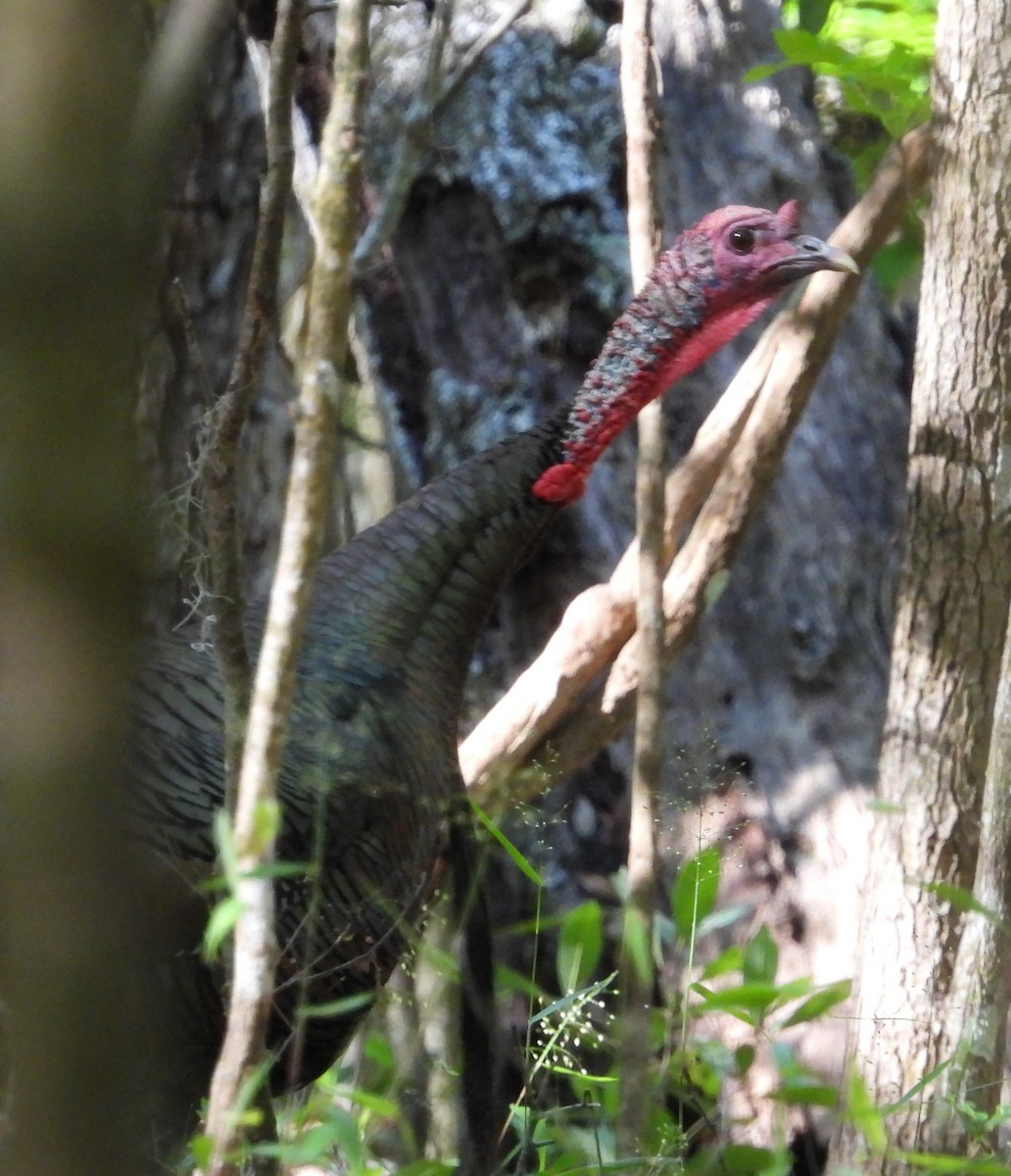 Wild Turkey - ML617379981